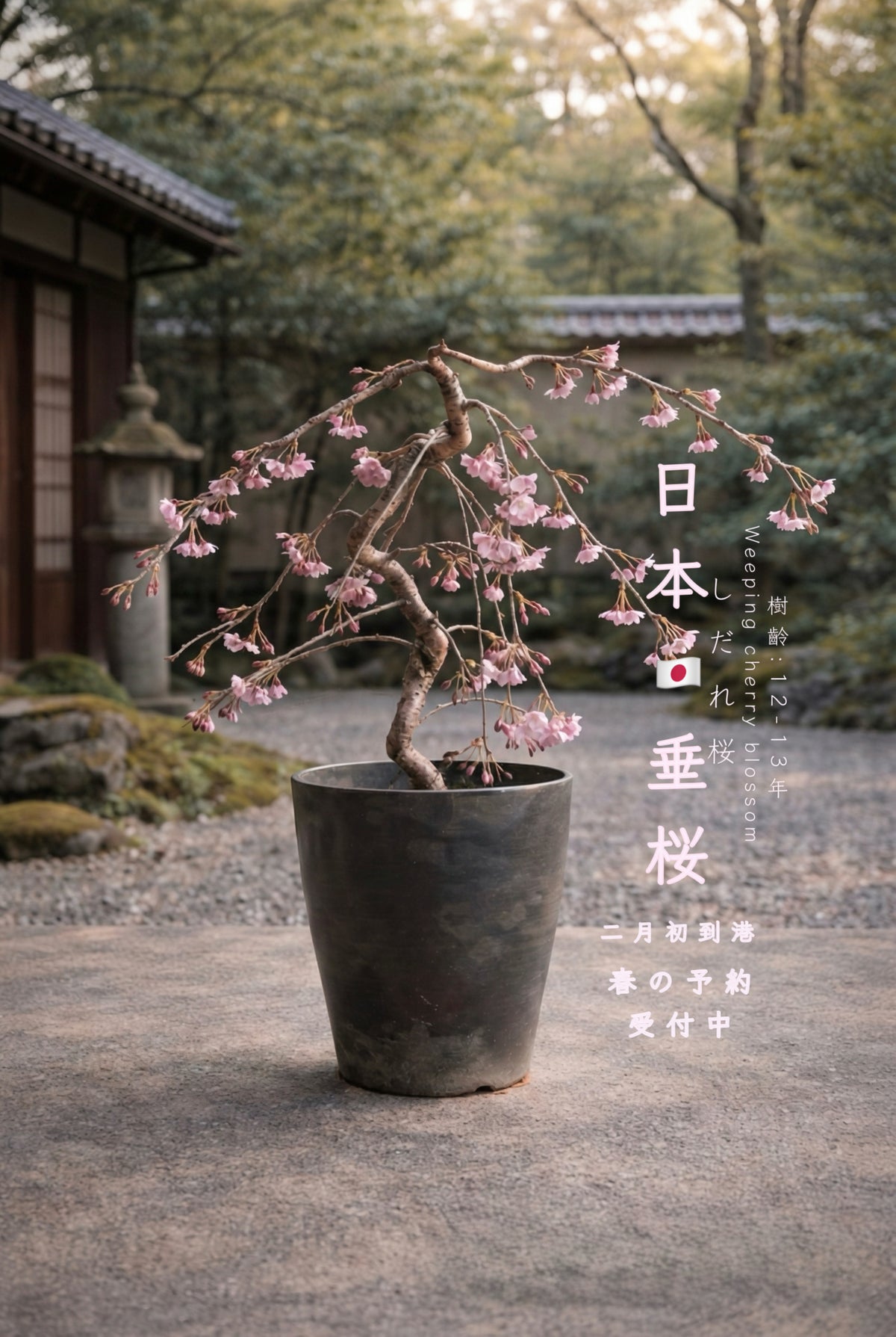 Japanese Weeping Cherry Blossom