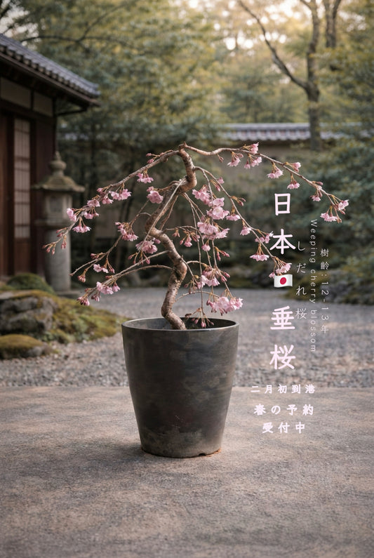 (Sold Out) 2026 Pre-order Japanese New Year Gift Set🇯🇵Weeping Cherry🌸しだれ桜Japanese Weeping Cherry Blossom🇯🇵Direct delivery from Osaka to Hong Kong