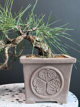 Load images into the gallery viewer Japan🇯🇵Black Pine/Pinus Thunbergii (video attached)
