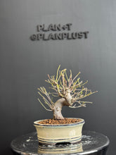 將圖片載入圖庫檢視器 日本🇯🇵もみじ紅葉 桂 Acer Palmatum (附上影片)
