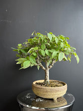 Load an image into the library viewer Japan🇯🇵Keyaki Zelkova Serrata (video attached)
