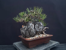 將圖片載入圖庫檢視器 預購日本🇯🇵山採黑松 Yamadori Black Pine
