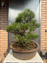 將圖片載入圖庫檢視器 日本🇯🇵黑松 Japanese Black Pine (附上影片)
