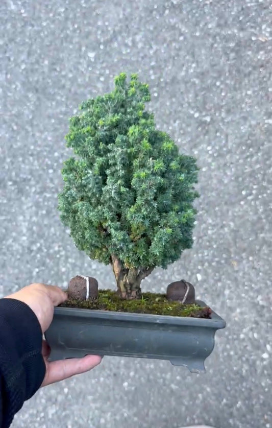 日本石化檜・雅盆景 高35cm 樹齡約35年 實拍 - PLAN+T