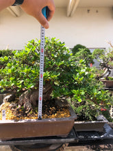 將圖片載入圖庫檢視器 預購日本🇯🇵皐月杜鵑 榮冠 Satsuki azalea Rhododendron (附上影片)
