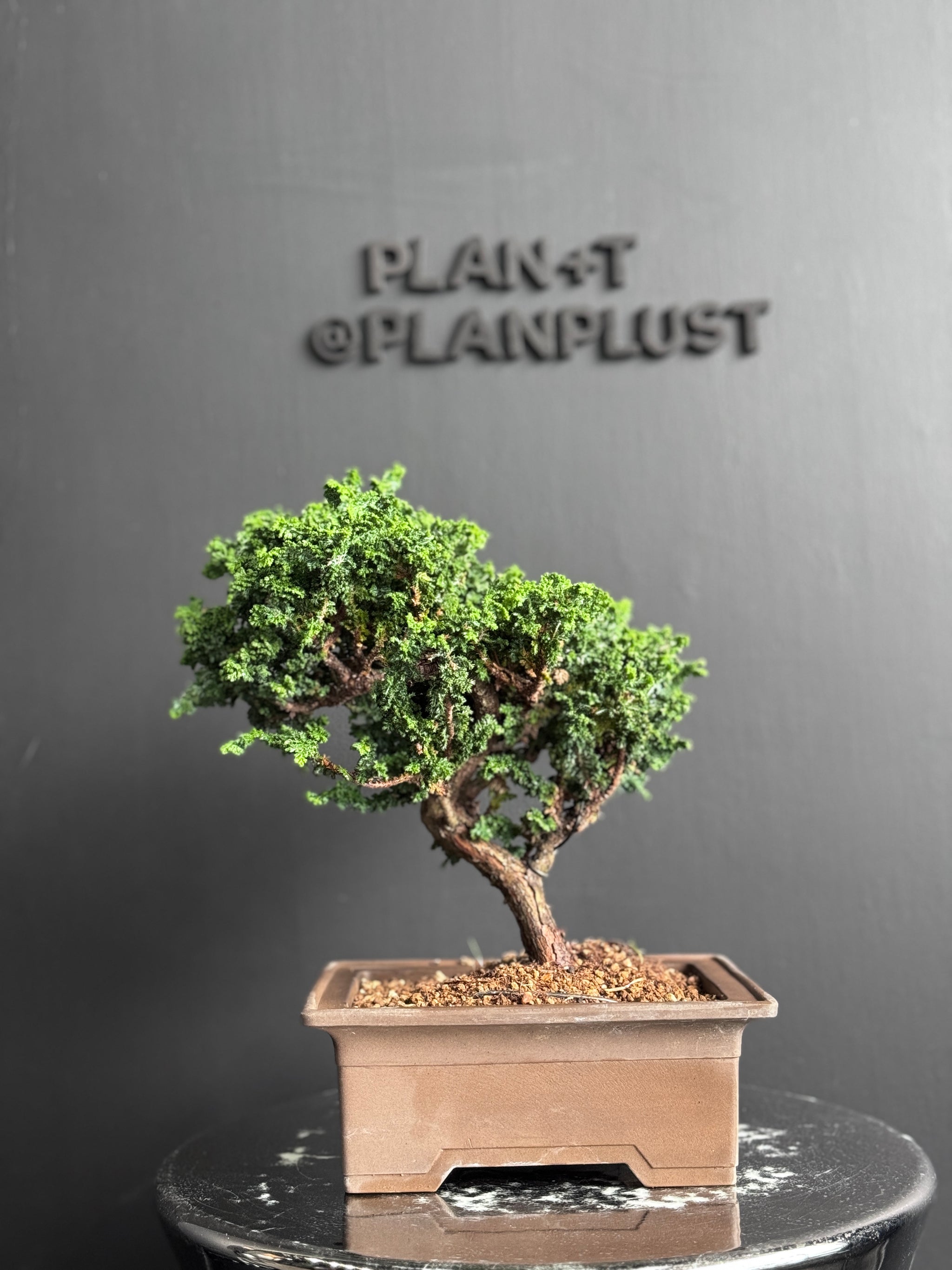 日本🇯🇵石化檜Sekka Hinoki Cypress セッカヒノキ(附上影片) – BONSAI