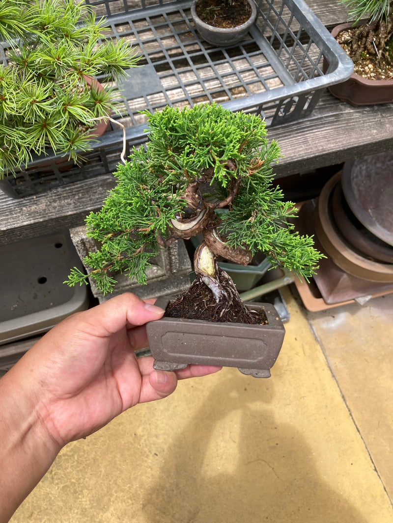 日本🇯🇵糸魚川真柏 Japanese Itoigawa Shimpaku (附上影片)
