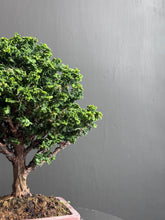 將圖片載入圖庫檢視器 日本🇯🇵石化檜Sekka Hinoki Cypress セッカヒノキ (附上影片)
