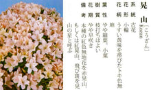 Loading images into the library viewer Japan🇯🇵Satsuki Azalea Rhododendron (video attached)
