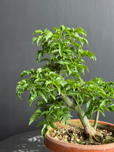 將圖片載入圖庫檢視器 日本🇯🇵楓葉 獅子頭 紅葉 もみじAcer palmatum (附上影片)
