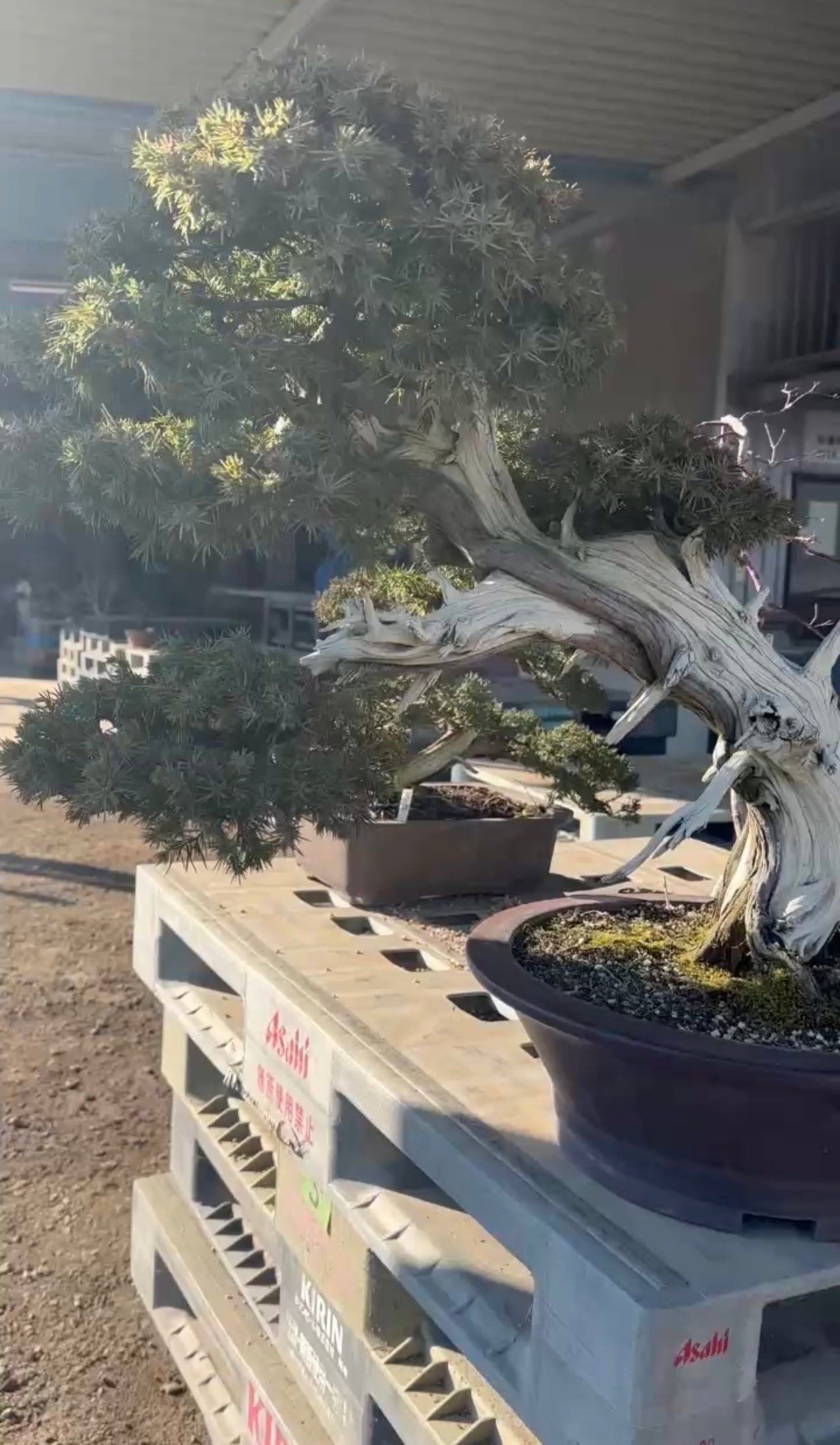 香港網上日本盆景專門店BONSAI PLAN+T 預購日本五葉松盆栽