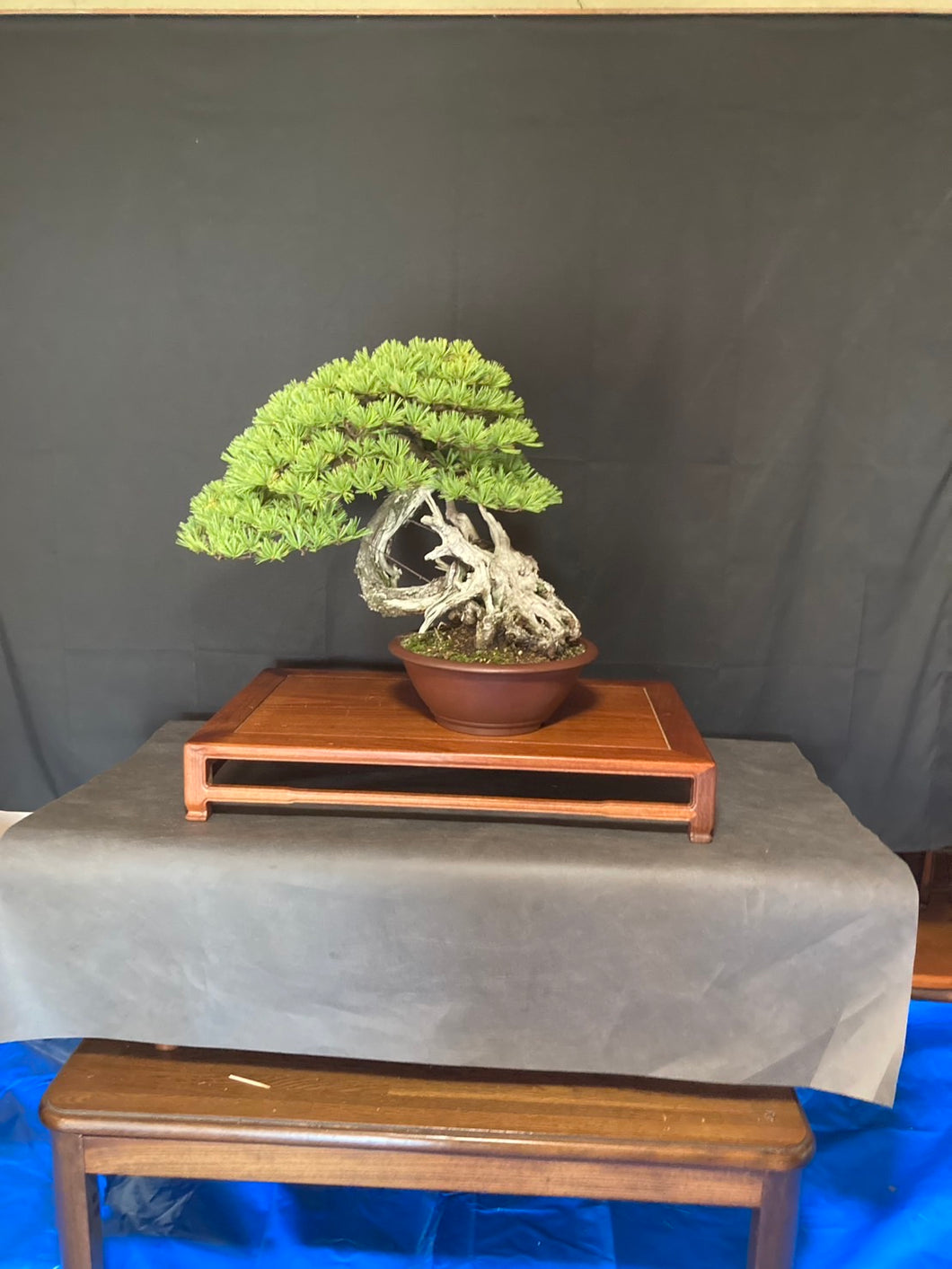預購日本🇯🇵太幹山採五葉松 Yamadori Japanese White Pine (附上影片)