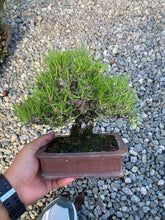 將圖片載入圖庫檢視器 預訂日本🇯🇵精品黑松 Black Pine(附上影片)
