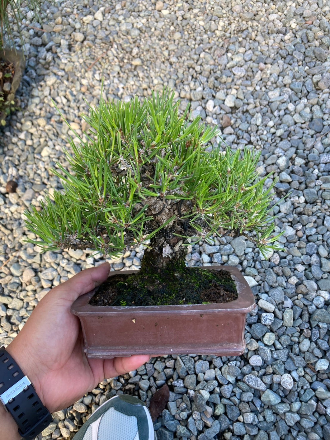 預訂日本🇯🇵精品黑松 Black Pine(附上影片)