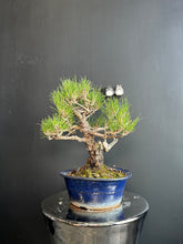 Load image into Gallery viewer, 日本🇯🇵黑松 Black Pine (附上影片)
