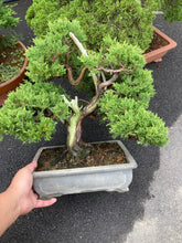 將圖片載入圖庫檢視器 預購日本🇯🇵糸魚川真柏 Japanese Itoigawa Shimpaku (附上影片)
