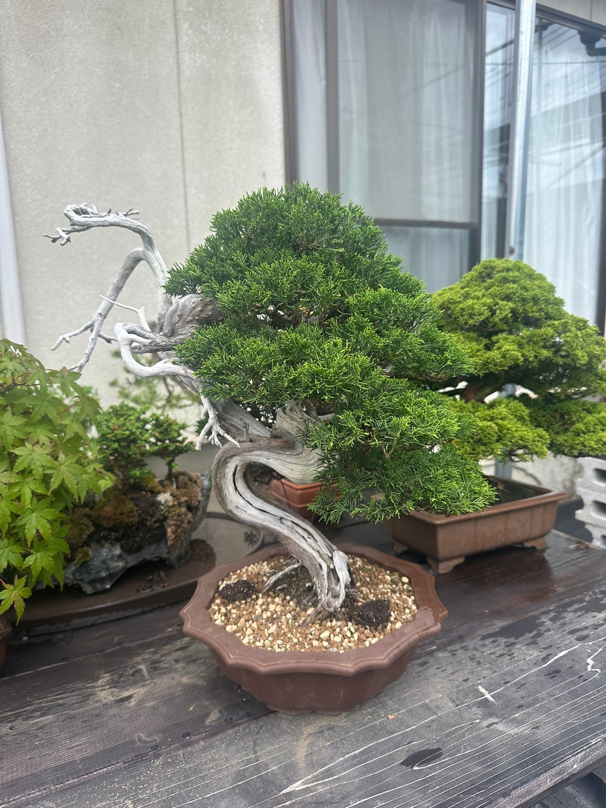 日本糸魚川真柏盆景 高45cm 樹齡約40年 實拍 - PLAN+T