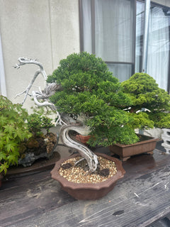 預購日本🇯🇵糸魚川真柏 Japanese Itoigawa Shimpaku (附上影片)