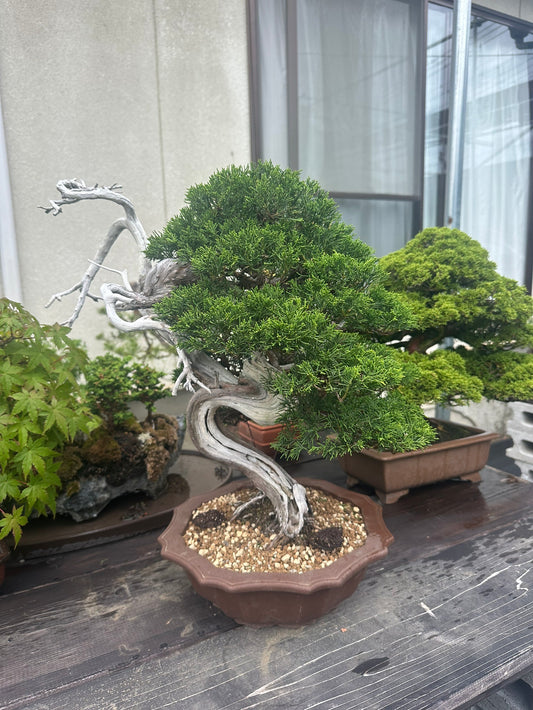 預購日本🇯🇵糸魚川真柏 Japanese Itoigawa Shimpaku (附上影片)