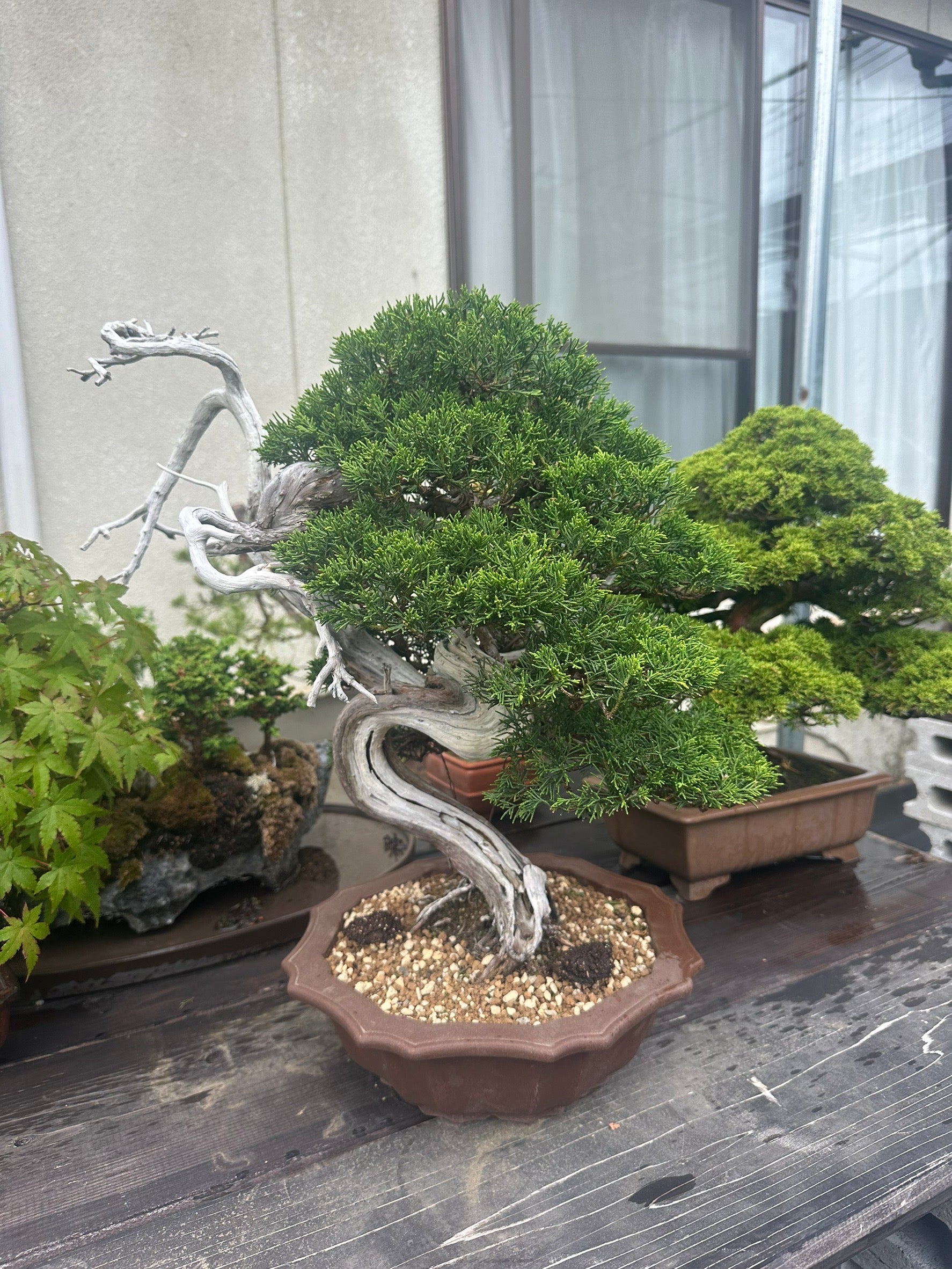 香港網上日本盆景專門店BONSAI PLAN+T預購日本真柏盆栽