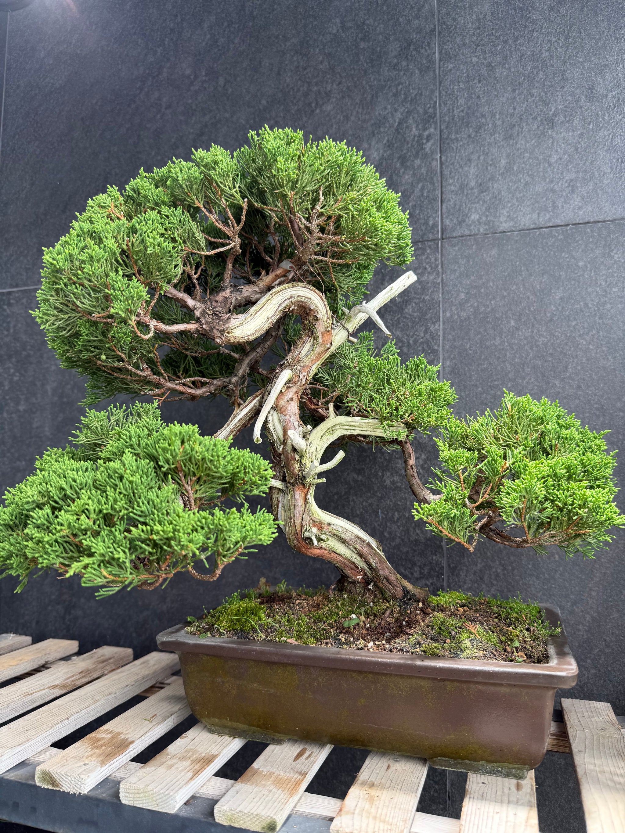 香港網上日本盆景專門店BONSAI PLAN+T 現貨日本真柏盆栽