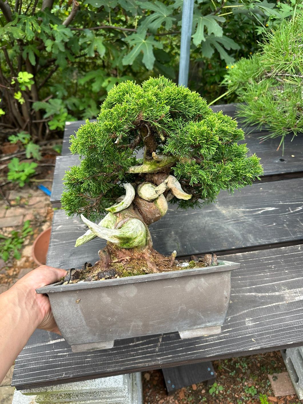 預購日本🇯🇵糸魚川真柏 模様木Japanese Itoigawa Shimpaku (附上影片)