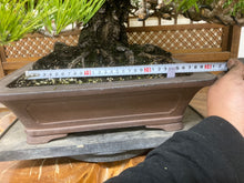 將圖片載入圖庫檢視器 日本🇯🇵太幹黑松 Black Pine (附上影片)
