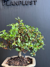 Load images into the gallery viewer Japan🇯🇵Satsuki Azalea Rhododendron (Video attached)
