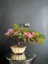 Load image into Gallery viewer, 日本🇯🇵皐月杜鵑 花瓶 Satsuki azalea Rhododendron
