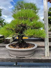 將圖片載入圖庫檢視器 預購日本🇯🇵山採 黑松 Yamadori Black Pine (附上影片)
