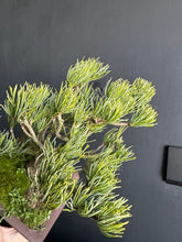 將圖片載入圖庫檢視器 日本🇯🇵五葉松 Pinus parviflora / Japanese white pine(附上影片)
