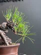 Load images into the gallery viewer 日本🇯🇵黑松 Japanese Black Pine (附上影片)
