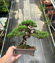 將圖片載入圖庫檢視器 預購日本🇯🇵糸魚川真柏 Japanese Itoigawa Shimpaku (附上影片)
