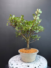 將圖片載入圖庫檢視器 日本🇯🇵皐月杜鵑 絹の舞Satsuki Azalea Rhododendron (附上影片）
