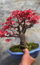 將圖片載入圖庫檢視器 預購日本🇯🇵紅葉 出猩々 岀猩猩Deshojo (附上影片)
