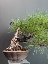 Load images into the gallery viewer Japan🇯🇵Black Pine (with video)
