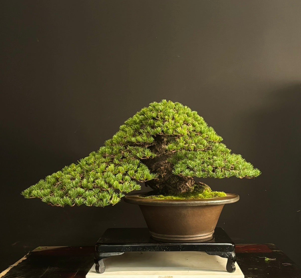 日本九重五葉松盆景 高55cm 闊85cm 樹齡約70年 實拍 - PLAN+T