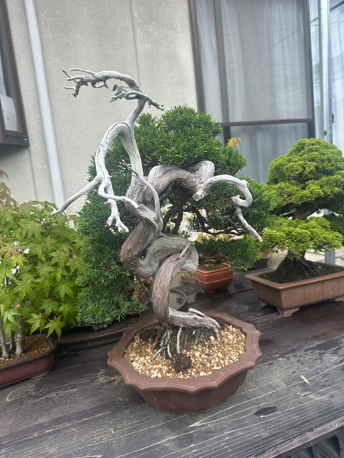 日本糸魚川真柏盆景 高45cm 樹齡約40年 實拍5 - PLAN+T