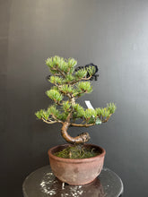 Load image into Gallery viewer, 日本🇯🇵五葉松 Japanese White Pine (附上影片)
