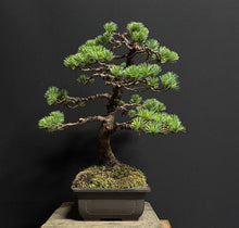 將圖片載入圖庫檢視器 預購日本🇯🇵五葉松 Japanese White Pine (附上影片)
