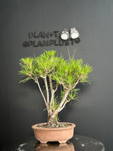 Load image into Gallery viewer, 日本🇯🇵黑松 叢林式 Black Pine / Pinus Thunbergii (附上影片)
