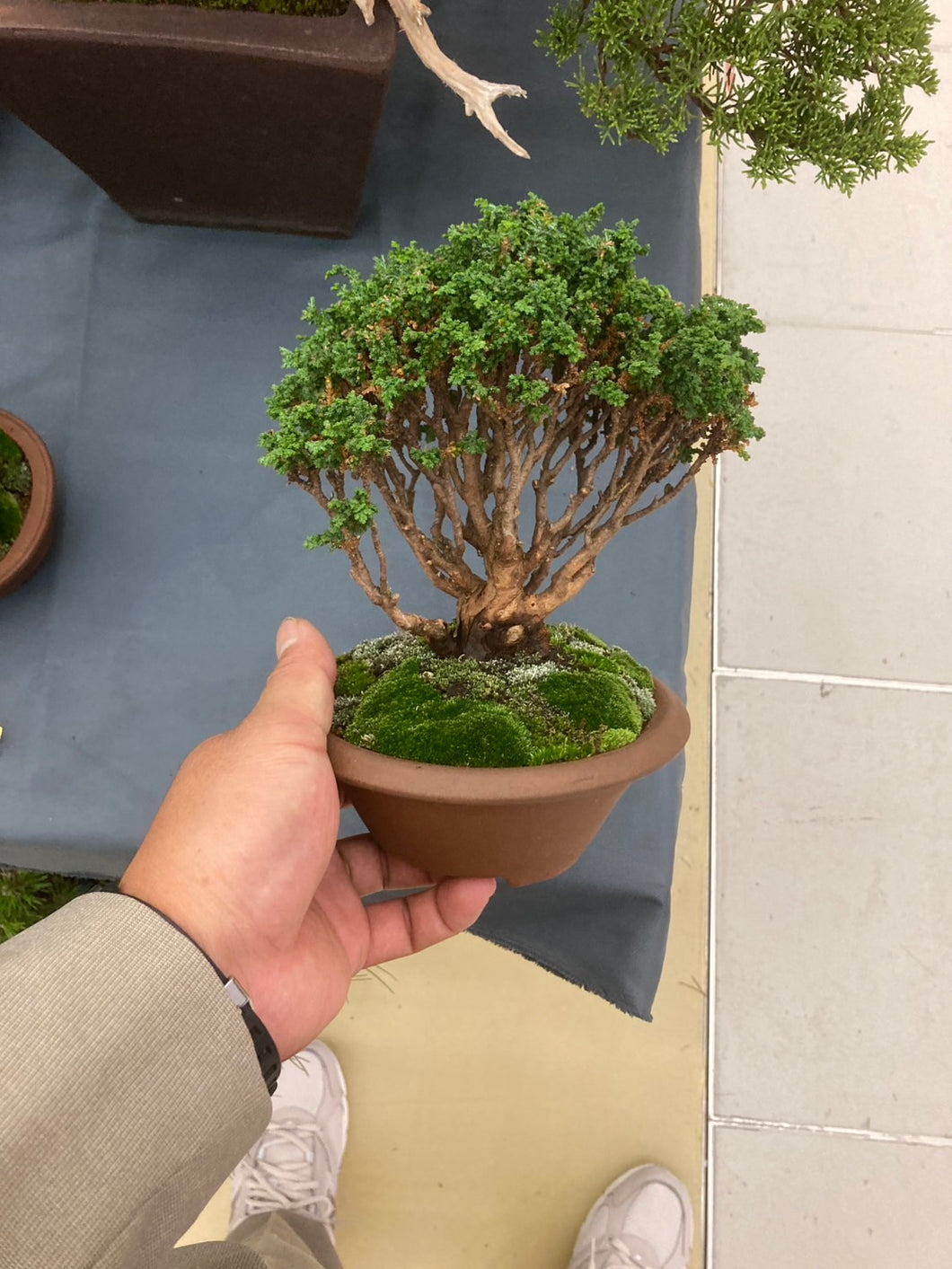 預訂日本🇯🇵石化檜Sekka Hinoki Cypress (附上影片)