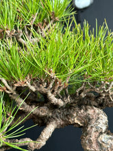 將圖片載入圖庫檢視器 日本🇯🇵 赤松 Red Pine / Pinus Densiflora (附上影片)
