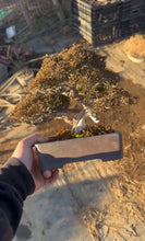 將圖片載入圖庫檢視器 日本🇯🇵糸魚川真柏 Japanese Itoigawa Shimpaku (附上影片)
