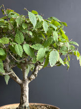 Load an image into the library viewer Japan🇯🇵Keyaki Zelkova Serrata (video attached)
