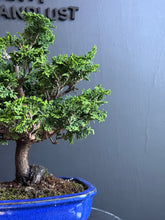 將圖片載入圖庫檢視器 日本🇯🇵津山檜Hinoki Chamaecyparis Obtusa(附上影片)
