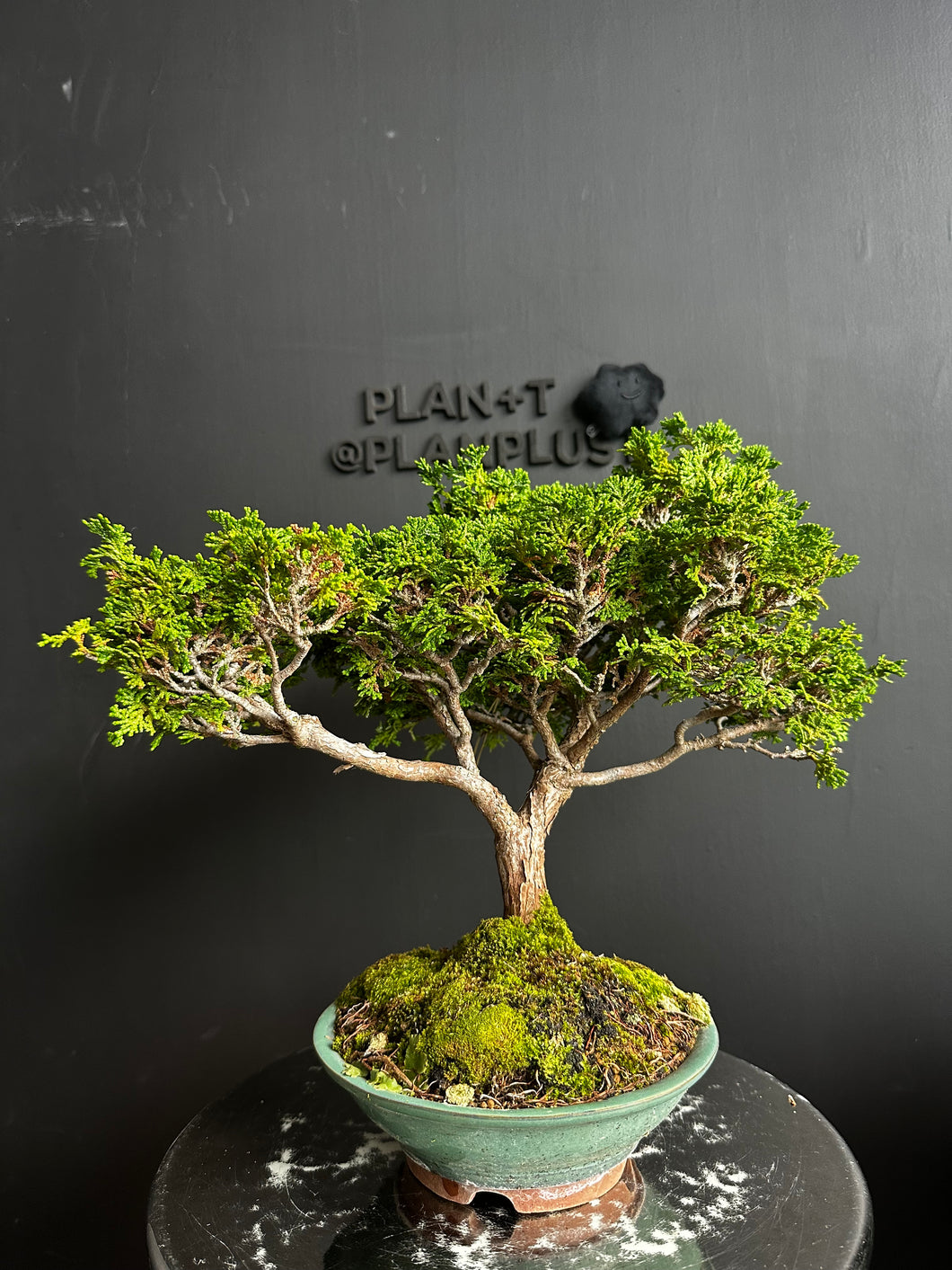 Japan🇯🇵Tsuyama Hinoki Chamaecyparis Obtusa (video included)