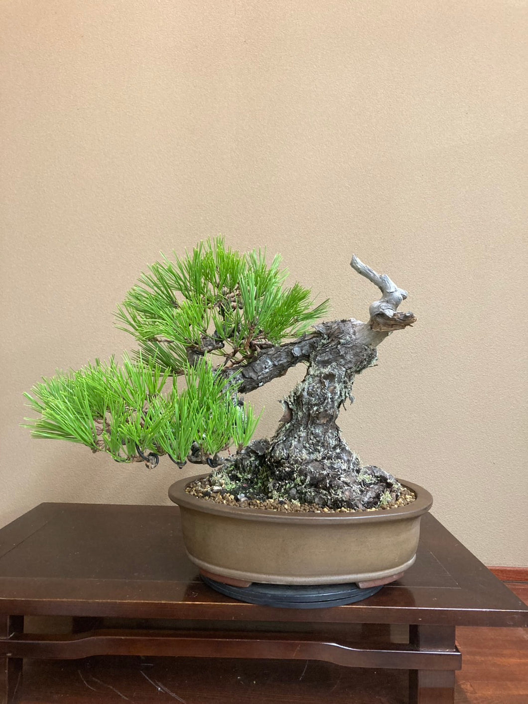 預訂日本🇯🇵山採太幹黑松Yamadori Black Pine (附上影片)