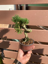 將圖片載入圖庫檢視器 預訂日本🇯🇵黑松 寸梢Black Pine (附上影片)
