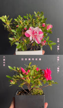 將圖片載入圖庫檢視器 預購日本🇯🇵皐月杜鵑 唐獅子牡丹 Satsuki Azalea Rhododendron 🛎五月中到港 🛎
